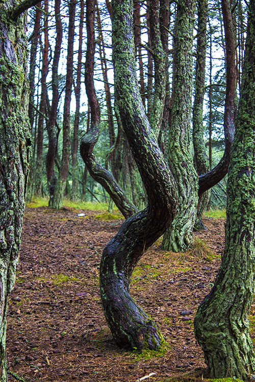 dansende bomen