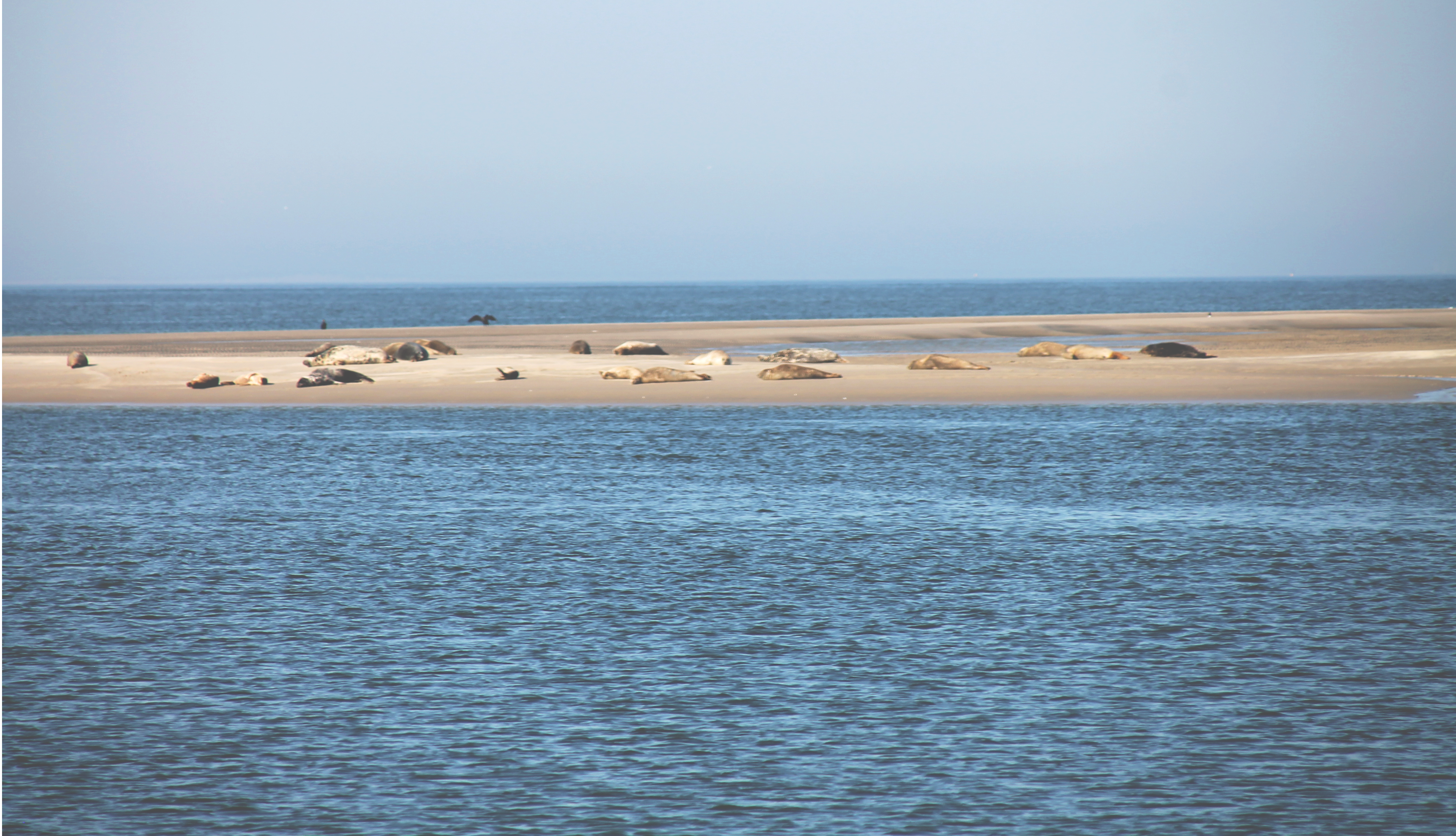 Borkum